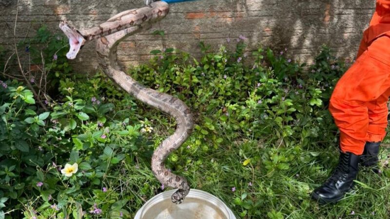 Bombeiros resgatam jiboia em lote residencial em Água Boa