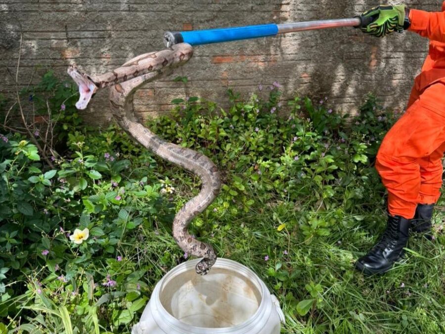 Bombeiros resgatam jiboia em lote residencial em Água Boa