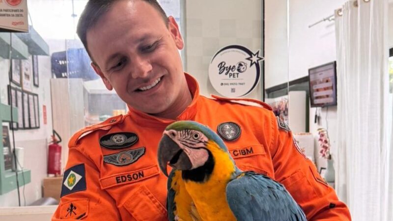 Bombeiros resgatam arara-canindé ferida em indústria de Nova Mutum