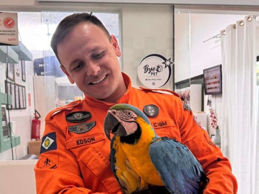 Bombeiros resgatam arara-canindé ferida em indústria de Nova Mutum