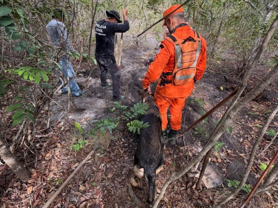 Bombeiros encontram corpo enterrado em área de mata em Primavera do Leste