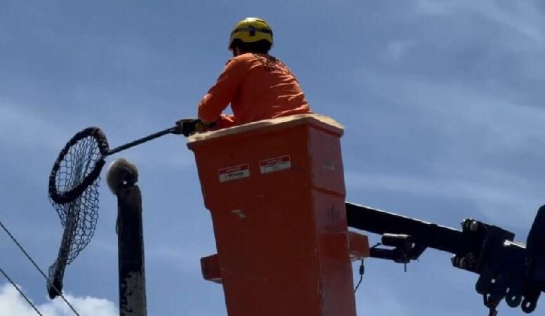 Gambá é resgatado no topo de poste e devolvido à natureza em Lucas do Rio Verde