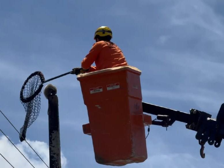 Gambá é resgatado no topo de poste e devolvido à natureza em Lucas do Rio Verde