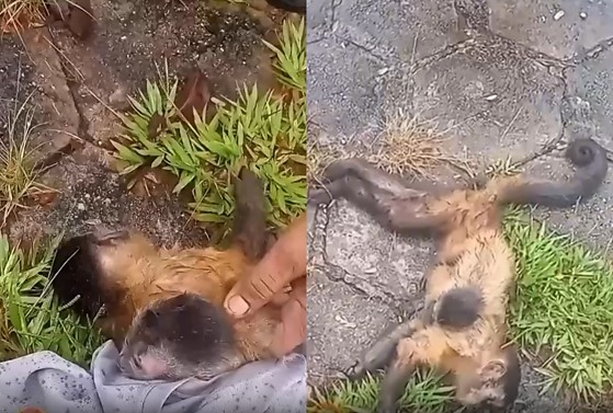 Filhote de macaco-prego é resgatado após mãe morrer atropelada em Alta Floresta (Vídeo)