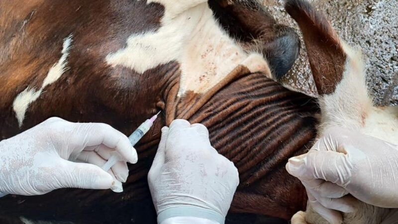 Vacinação contra brucelose entra em vigor em Mato Grosso