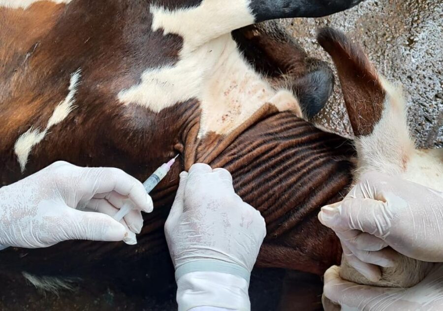 Vacinação contra brucelose entra em vigor em Mato Grosso