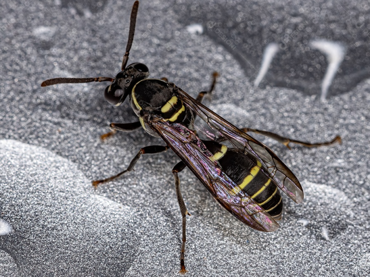 Peçonha de vespa vira aposta da ciência no combate ao Alzheimer