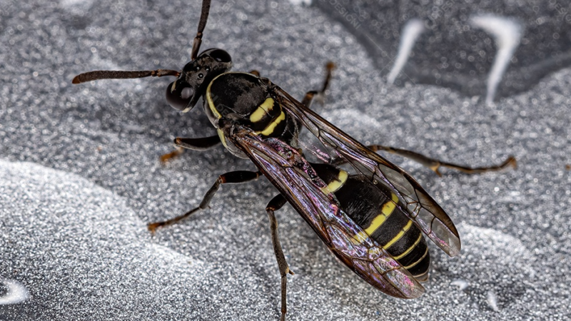 Peçonha de vespa vira aposta da ciência no combate ao Alzheimer