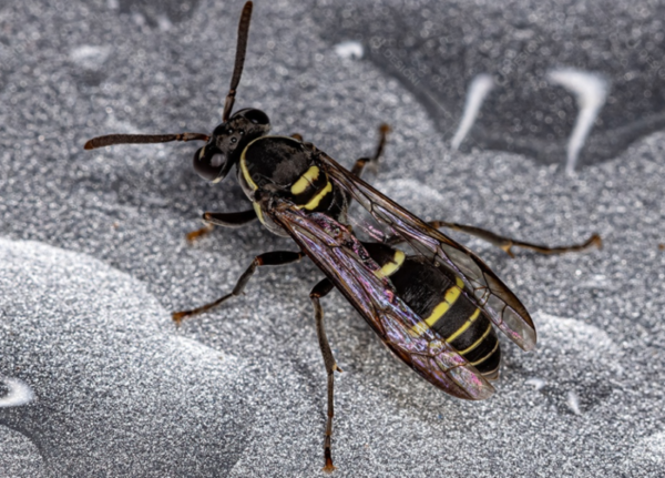Peçonha de vespa vira aposta da ciência no combate ao Alzheimer
