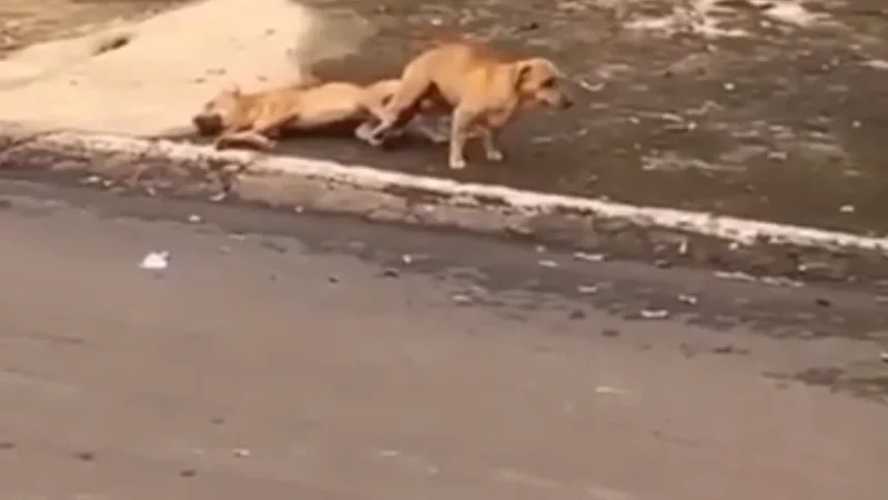Último esforço:  caramelo tem mal súbito durante acasalamento e não resiste – vídeo viraliza