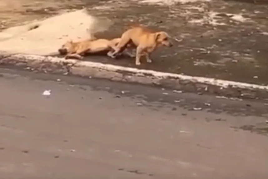 Último esforço:  caramelo tem mal súbito durante acasalamento e não resiste – vídeo viraliza