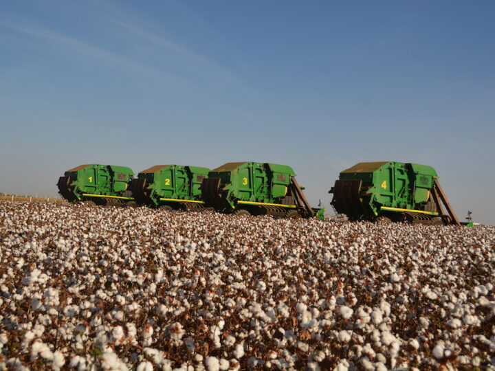 Custo total da produção de algodão em Mato Grosso baixa