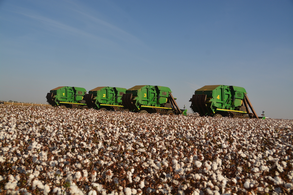 Custo total da produção de algodão em Mato Grosso baixa