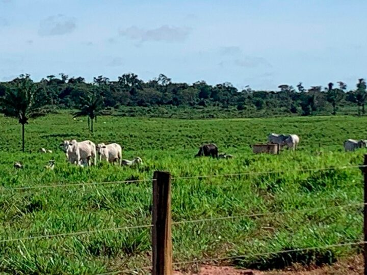 Preço do boi gordo e da vaca sobe em Mato Grosso