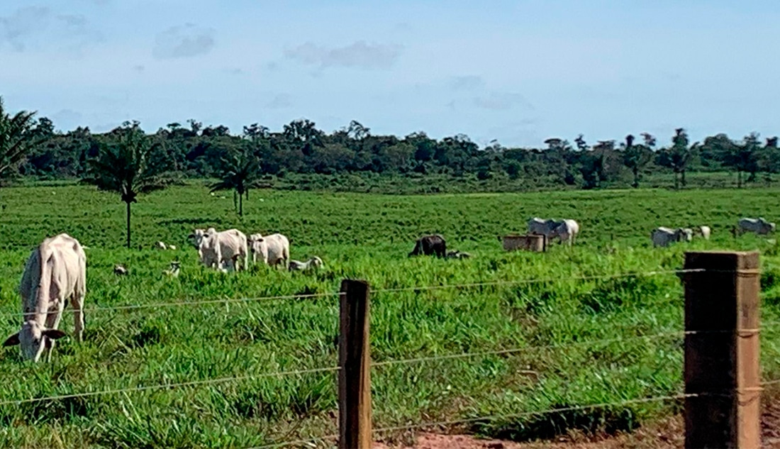Preço do boi gordo e da vaca sobe em Mato Grosso