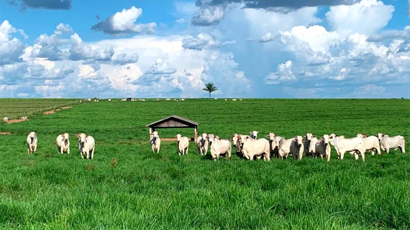 Preço do boi gordo em Mato Grosso sobe 3%