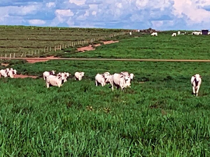 Boi magro tem alta em Mato Grosso e boi gordo fecha janeiro em baixa
