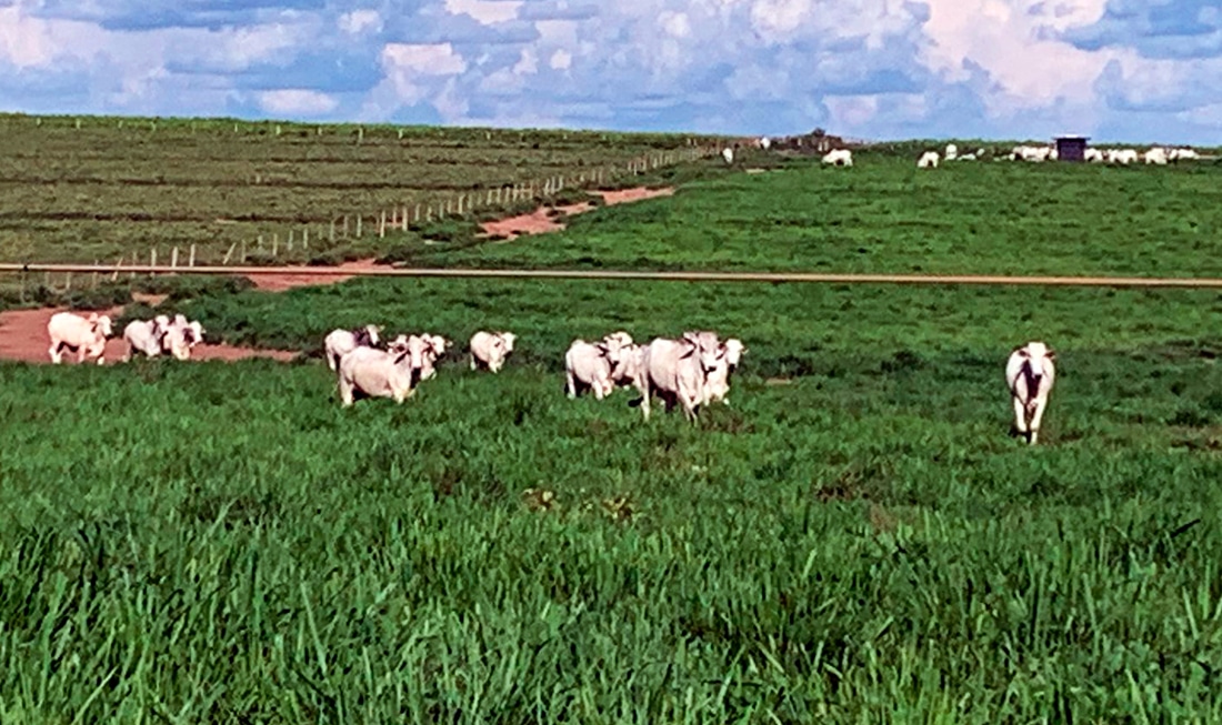 Boi magro tem alta em Mato Grosso e boi gordo fecha janeiro em baixa