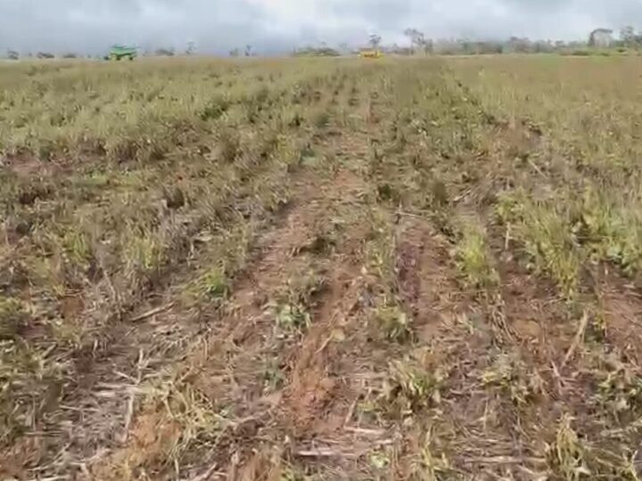 Produtora denuncia prejuízo de R$ 140 mil após suposta aplicação irregular de veneno por drone em lavoura de soja