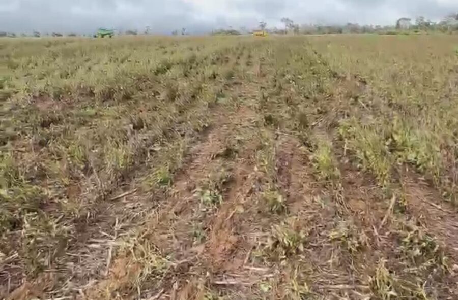 Produtora denuncia prejuízo de R$ 140 mil após suposta aplicação irregular de veneno por drone em lavoura de soja