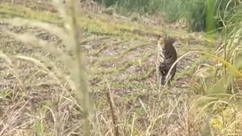 Onça-pintada é flagrada em lavoura de milho e vídeo repercute em Nova Mutum – veja vídeo;