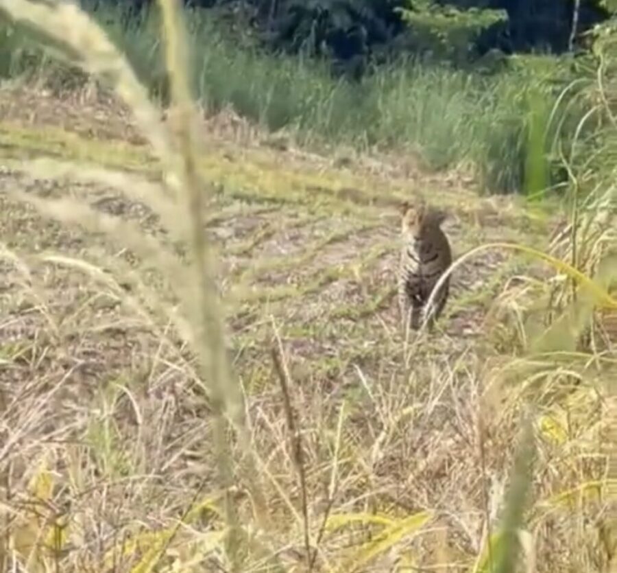 Onça-pintada é flagrada em lavoura de milho e vídeo repercute em Nova Mutum – veja vídeo;