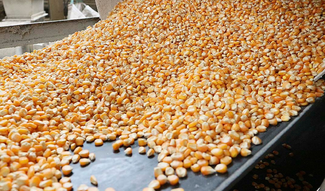 Preço do milho disponível em Mato Grosso cai e no mercado futuro sobe