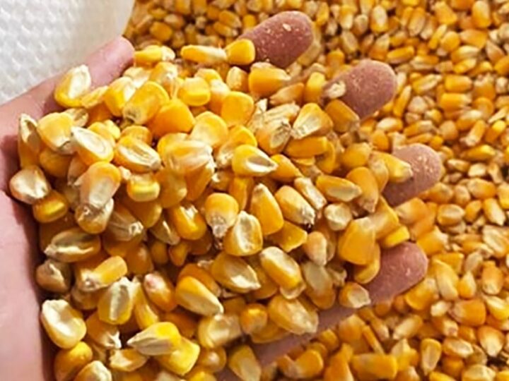 Milho disponível em Mato Grosso tem baixa no preço