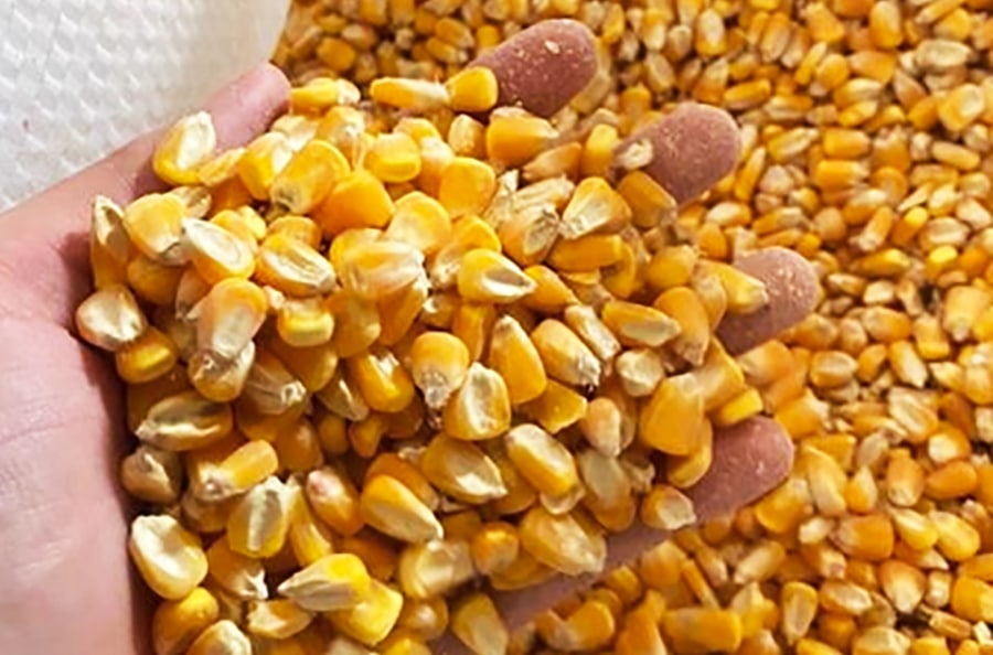 Produtividade de milho em Mato Grosso tem cenário de incerteza; produção de 51,7 milhões toneladas