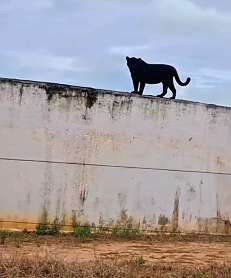 VÍDEO: onça-preta rara é flagrada no alto de caixa d’água em fazenda de Mato Grosso