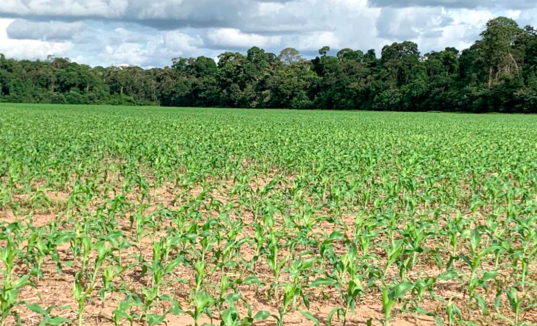Plantio de milho avança em Mato Grosso e passa de 66% da área