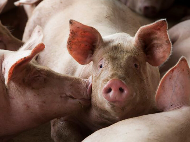 Preço pago ao suinocultor em Mato Grosso começa ano com queda de 17%