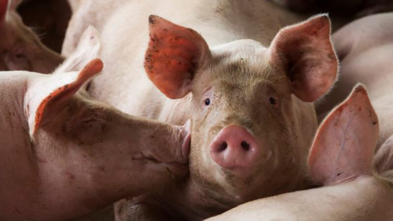 Preço pago ao suinocultor em Mato Grosso começa ano com queda de 17%