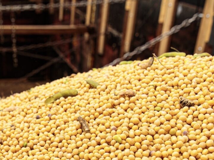Cai mais de 2% preço da soja disponível em Mato Grosso