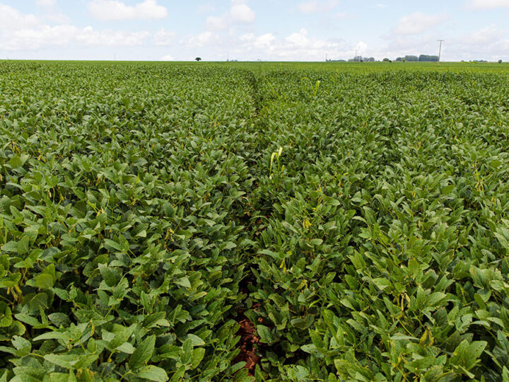 Custo de produção da soja tem baixa em Mato Grosso