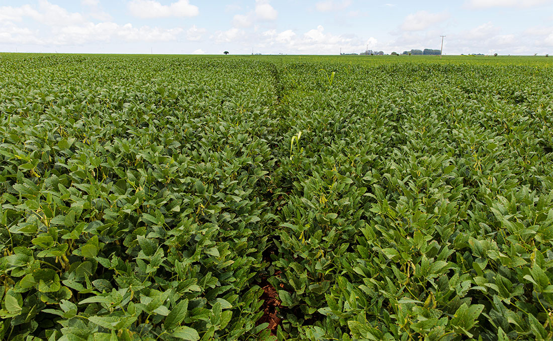 Custo de produção da soja tem baixa em Mato Grosso