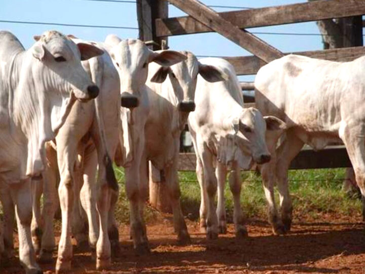 Preço do bezerro em Mato Grosso inicia o ano acima da média dos últimos 5 anos