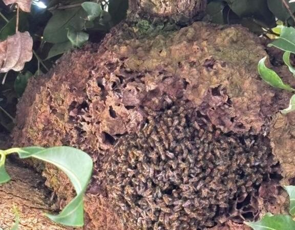 Bombeiros realizam retirada segura de enxame de abelhas em Sorriso