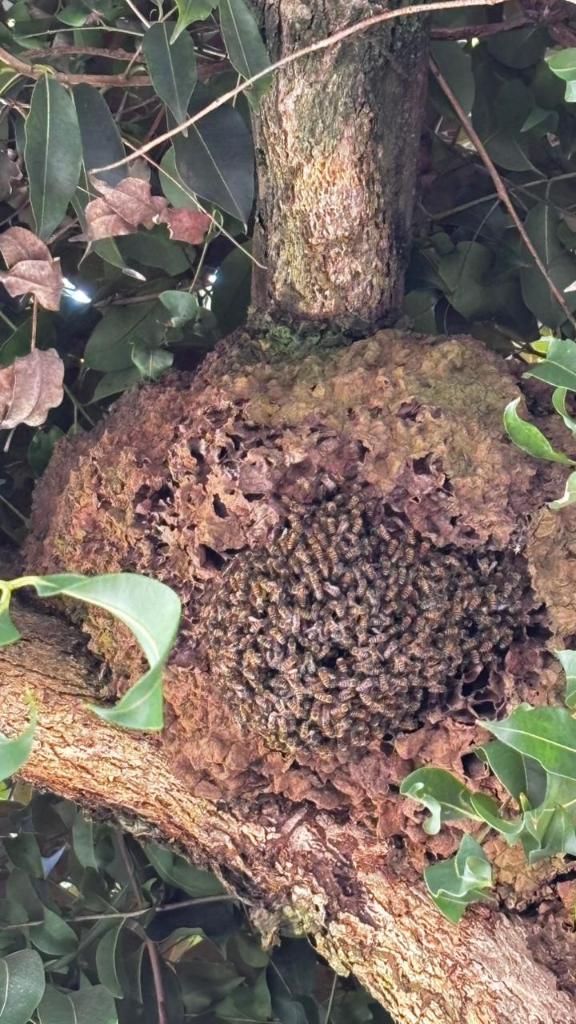 Bombeiros realizam retirada segura de enxame de abelhas em Sorriso