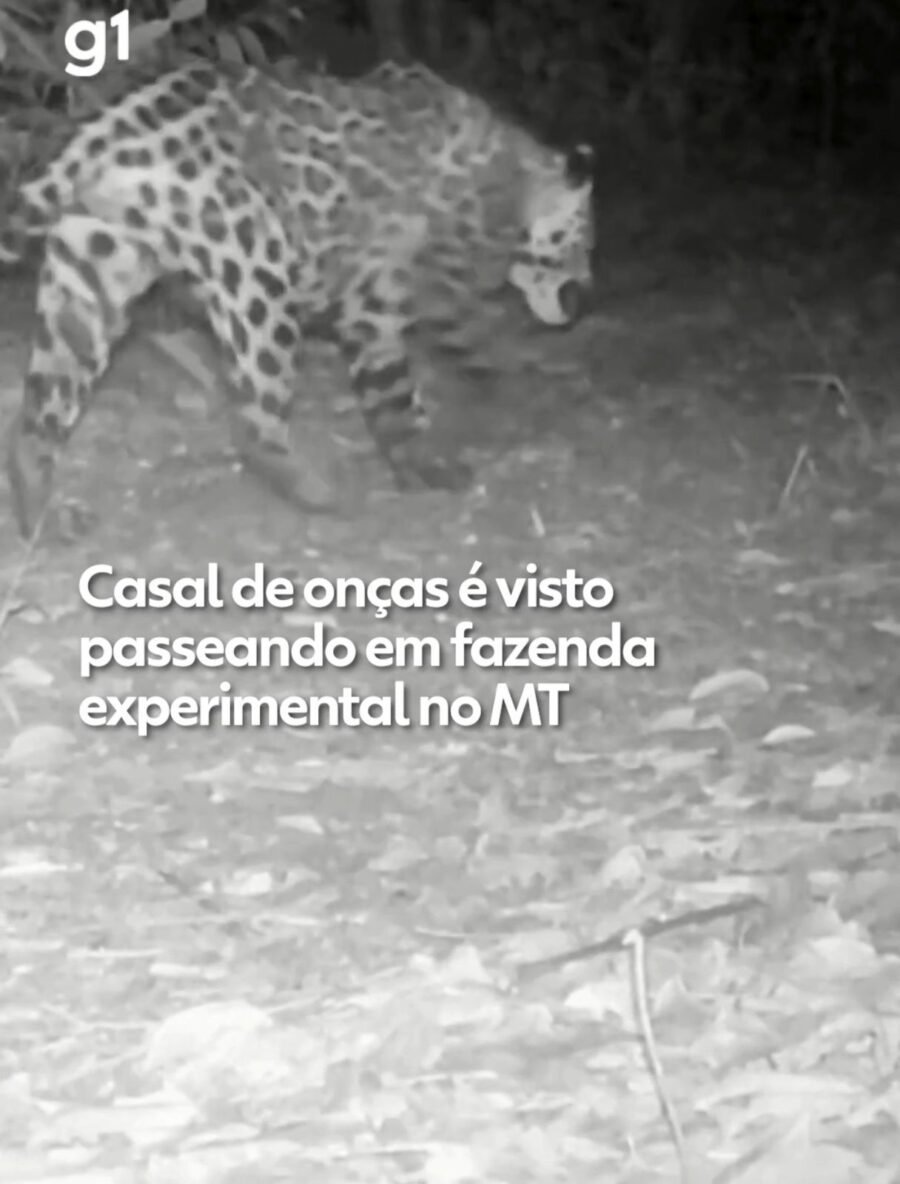 VÍDEO: Casal de onças-pintadas é flagrado por câmeras em trilha ecológica do IFMT em Sorriso