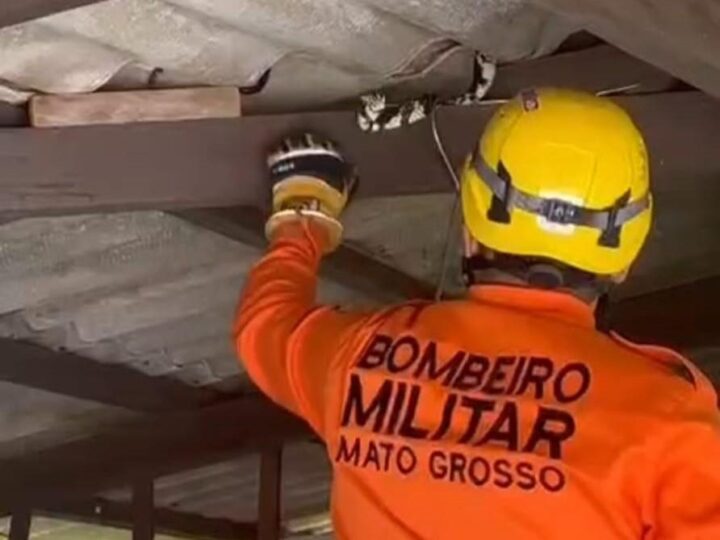 Susto no telhado: Bombeiros capturam cobra de 2,5 metros em casa de Lucas do Rio Verde