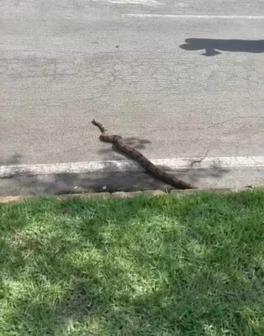 Jiboia “passeia” em ciclovia e mobiliza bombeiros no Parque Mãe Bonifácia – veja vídeo;