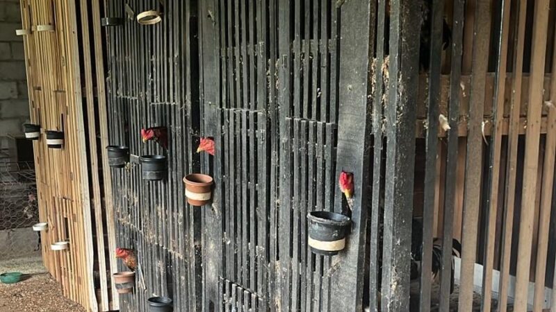 Polícia desmonta arena clandestina de rinha de galos em Várzea Grande