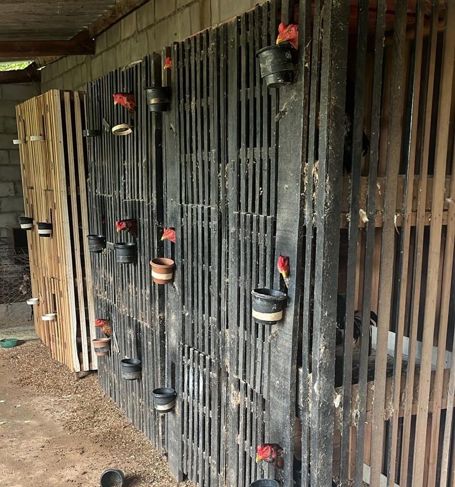 Polícia desmonta arena clandestina de rinha de galos em Várzea Grande