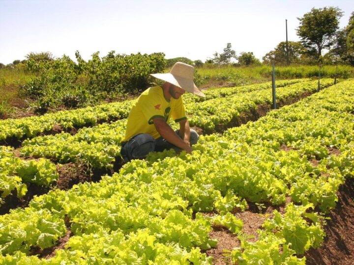 Elaboração do plano municipal de agricultura familiar será nesta semana em Nova Mutum