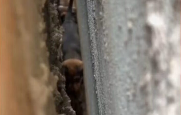 VÍDEO: Bombeiros resgatam quatro filhotes presos entre paredes em Sorriso