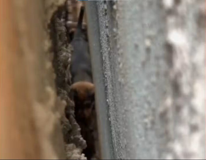 VÍDEO: Bombeiros resgatam quatro filhotes presos entre paredes em Sorriso