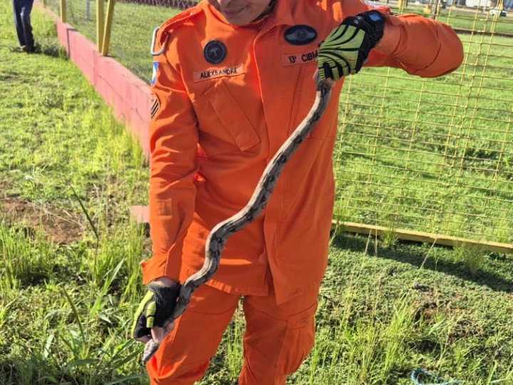 Resgate em dose dupla: bombeiros salvam jiboia e filhote de curicaca em Mato Grosso