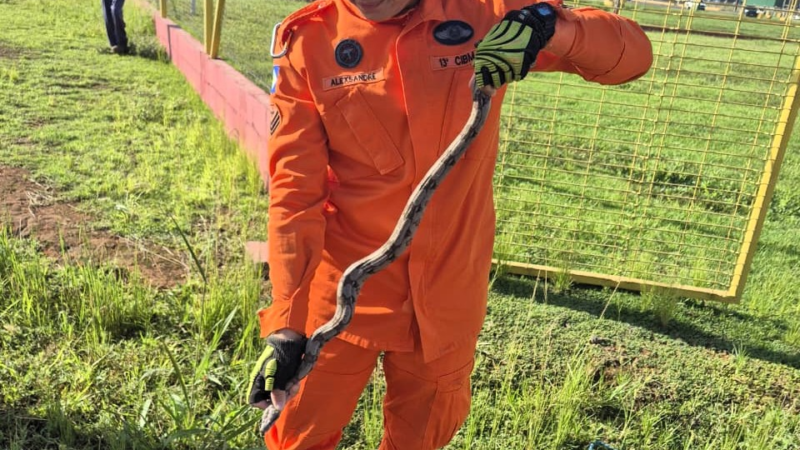 Resgate em dose dupla: bombeiros salvam jiboia e filhote de curicaca em Mato Grosso