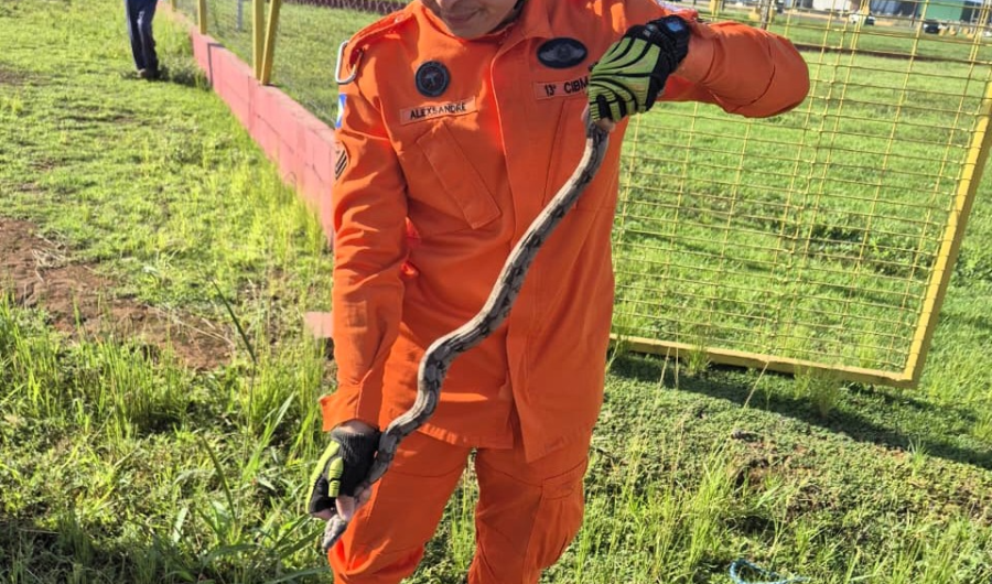 Resgate em dose dupla: bombeiros salvam jiboia e filhote de curicaca em Mato Grosso